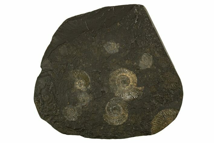 Fossil Ammonite Cluster - Posidonia Shale, Germany #335092
